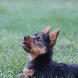Boy 4 - Blue and tan male Australian Terrier puppy in Waupaca, Wisconsin from ZoeZoo Australian Terriers