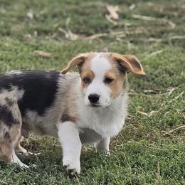 Male 1 - Blue merle and white male American Corgi puppy in Portland, North Dakota from Sliding stop corgis