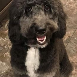 Australian Shepherd, Goldendoodle, and Poodle Puppies from Country Poos and Dos