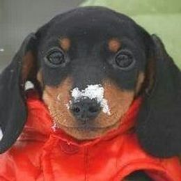 Dachshunds from Kary's Mini Doxie Kuddles