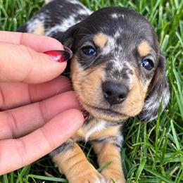 Orion - Dapple male Dachshund puppy in Salem, Oregon from Longdox Mini Dachshunds