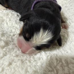 Jubilee - Black rust and white female Bernese Mountain Dog puppy in Redlands, California from Country Feels Ranch