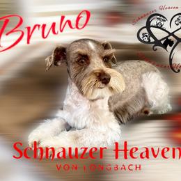 Bruno - Miniature Schnauzer