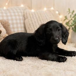 AKC blue boy - Black male Dachshund puppy in Bartlesville, Oklahoma from OkieDokieDox