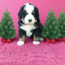 Luna Girl 2 - Black rust and white female Bernese Mountain Dog puppy in Carlotta, California from Aunt-T’s Australian Shepherds
