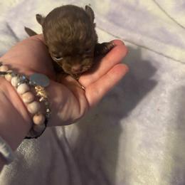 Truffles - Chocolate male Chihuahua puppy in Breese, Illinois from Casey's Chihuahuas