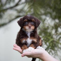 Daisy CHOCOLATE TRI FEMALE - Brown and white female Aussiedoodle puppy in Jacksonville, Florida from Lolo’s Aussiedoodle