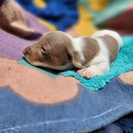 Dachshund Puppies from One Love Doxies