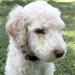 Jasper JR - Poodle puppy in Hubertus, Wisconsin from Jessica's Poodles