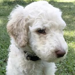Jasper JR - Poodle puppy in Hubertus, Wisconsin from Jessica's Poodles