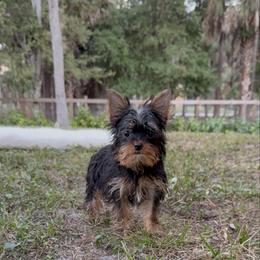 Oliver 2.4 pounds - Black and gold male Yorkshire Terrier puppy in Naples, Florida from 🤎 Dreaming Puppies 🐶