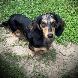Pepper - Dachshund