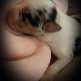 Australian Shepherd Puppies from Patchwork Kennels