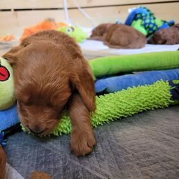 Goldendoodle Puppies from Dream Doodles