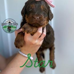 Star - Phantom female Goldendoodle puppy in Ocoee, Tennessee from Liberty Creek Farms