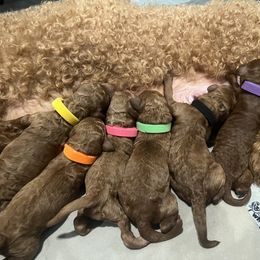 Boykin Spaniel and Goldendoodle Puppies from Double Shot Boykins