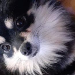 Denali - Pomeranian
