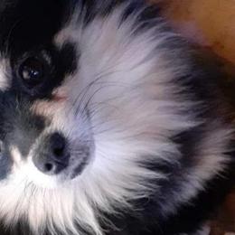 Denali - Pomeranian