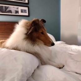 Barb - Sable and white female Collie puppy in Dickson, Tennessee from Ceilidh Collies