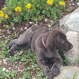 German Shorthaired Pointer Puppies from Star Center Kennels