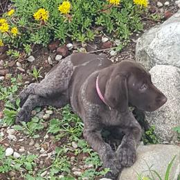 German Shorthaired Pointer Puppies from Star Center Kennels