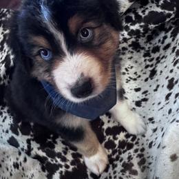 Male 4 - Black tri-color male Australian Shepherd puppy in Kaufman, Texas from Martin's Star Ranch Aussies