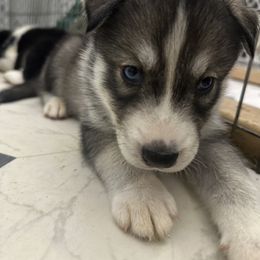 Siberian Husky Puppies from The Rulon Den