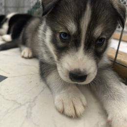 Siberian Husky Puppies from The Rulon Den