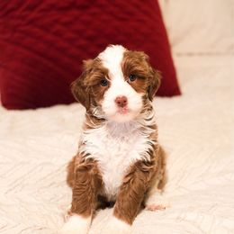 Cupid - Red  female Goldendoodle puppy in Sallisaw, Oklahoma from Huddle Puppies