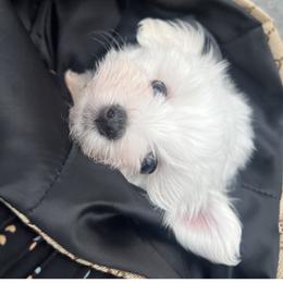 Maltese Puppies from TCBs Glowing Maltese