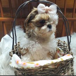 Button - Red and white female Shih Tzu puppy in Hillsdale, Michigan from Prairie Fen Farm