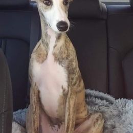 Lurcher and Whippet Puppies from River Valley Canines