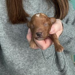 StarLord - Red  male Poodle puppy in Cedar City, Utah from Precious Paws Ranch