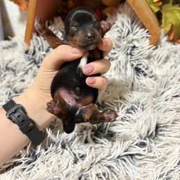 Expresso - Black and tan male Yorkshire Terrier puppy in Waianae, Hawaii from Makanalani Yorkies and Iggys