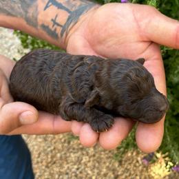 Espresso - Brown male Poodle puppy in Maricopa, Arizona from La Petite poodle