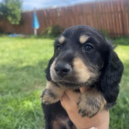 Harry Osborne - Black and tan male Dachshund puppy in Yuba City, California from The Navarro Furbabies