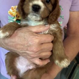 Tanner - Red male Cavapoo puppy in Burke, New York from Patti’s Puppies