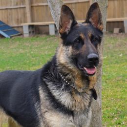 Darcy - German Shepherd