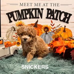 Snickers - Apricot male Maltipoo puppy in Greenfield, Iowa from Sugar Plum Puppies