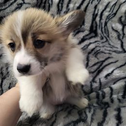 Jane - Pembroke Welsh Corgi puppy from Treasure State Kennels