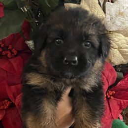 Green collar Boy - Black and red male German Shepherd puppy in Gunter, Texas from Gunter Gables German Shepherds