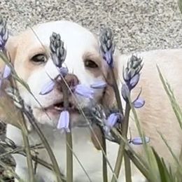 Wesley - Tan and white Beagle puppy in Hillsboro, Oregon from Willamette Valley Beagles