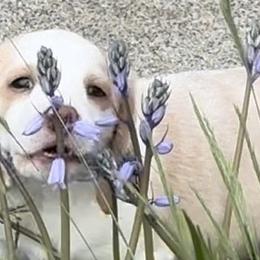 Wesley - Tan and white Beagle puppy in Hillsboro, Oregon from Willamette Valley Beagles