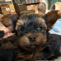 Romeo - Black and tan male Yorkshire Terrier puppy in Osseo, Michigan from Smiths Fluffy butts