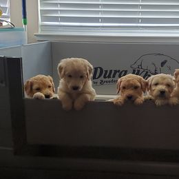 Goldendoodle Puppies from Americana Paws