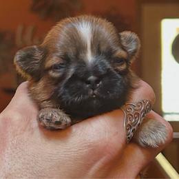 Meatball - Red male Shih Tzu puppy in Nekoosa, Wisconsin from Brox Acres House of Fur LLC