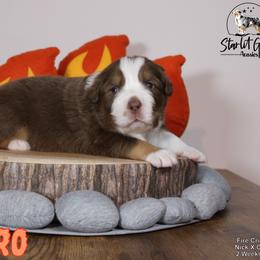 Australian Shepherd Puppies from Starlit Grove Australian Shepherds