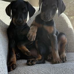 Doberman Pinscher Puppies from Haus of Hound