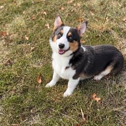 Hank - Pembroke Welsh Corgi