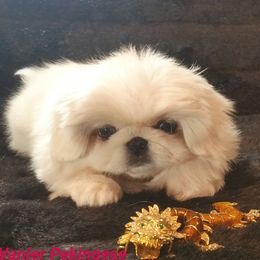 Sierra - Pekingese